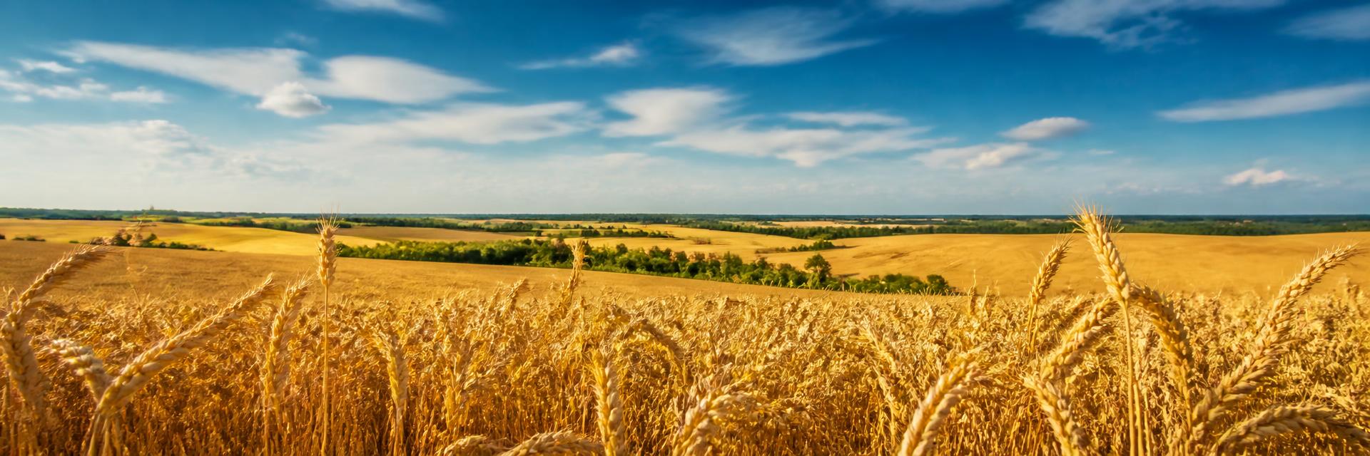 Wheat field under a blue sky